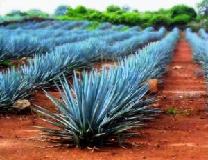 Agave Azul, el cactus del Tequila
